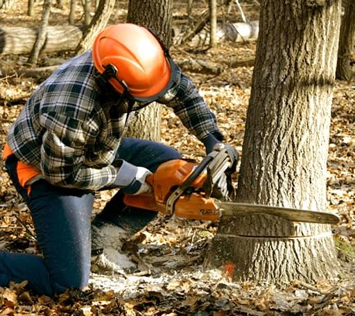 Tree Removal in Ellison Bay, WI